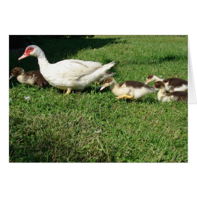 Muscovy Hen et colliers (Devant horizontal)