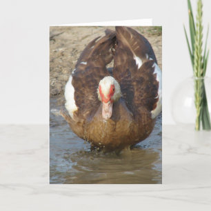Muscovy Hen Playing in Puddle Card