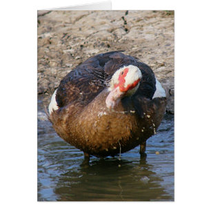 Muscovy Hen Playing In Water All Occasions