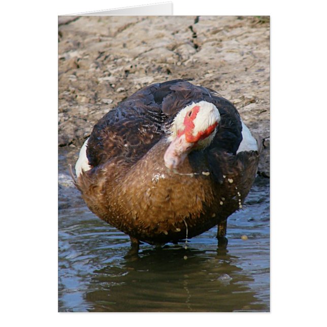 Muscovy Hen Playing In Water All Occasions (Front)
