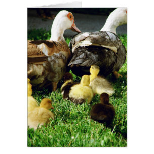 Muscovy Hens and Ducklings