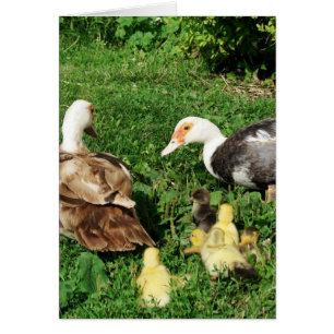 Muscovy Hens and Ducklings