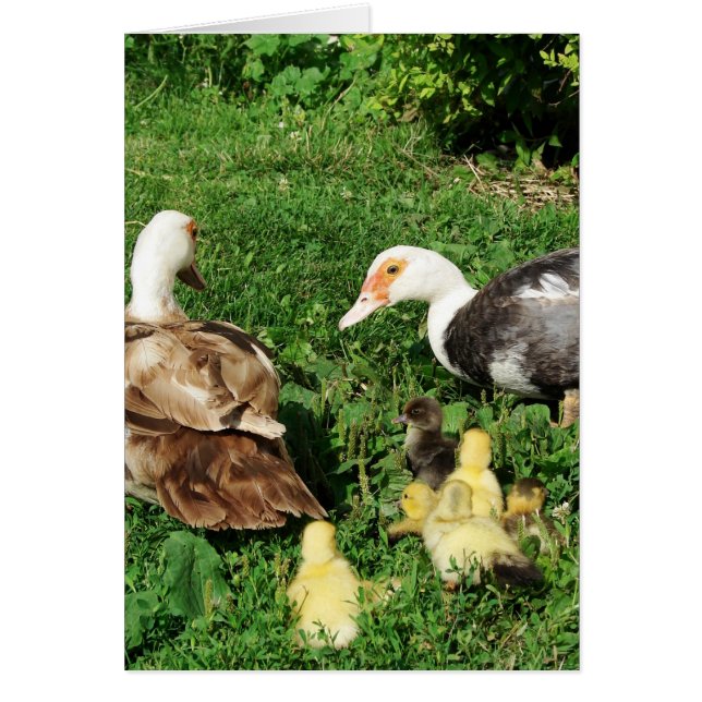 Muscovy Hens and Ducklings (Front)