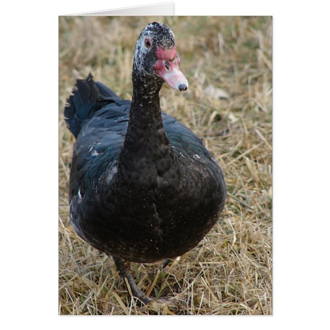 Muscovy Lorsque Toutes Les Occassions Sont Vide À  (Devant)