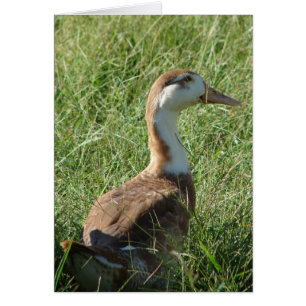 Muscovy Mule Duck