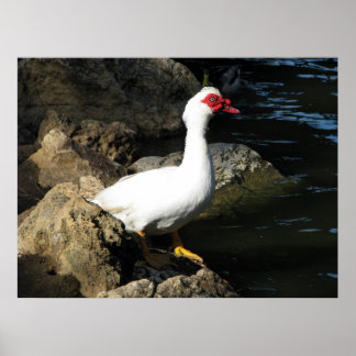 Muscovy Poster de canard blanc avec visage rouge