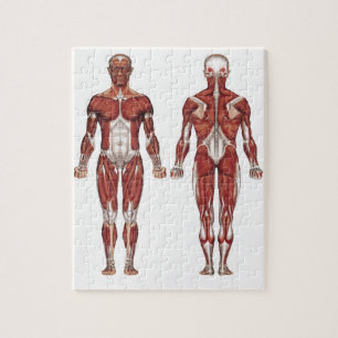 Muscular system, front and back jigsaw puzzle