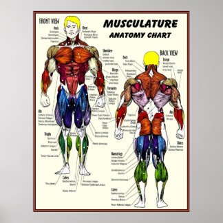 MUSCULATURE Body Building Anatomy Chart Print