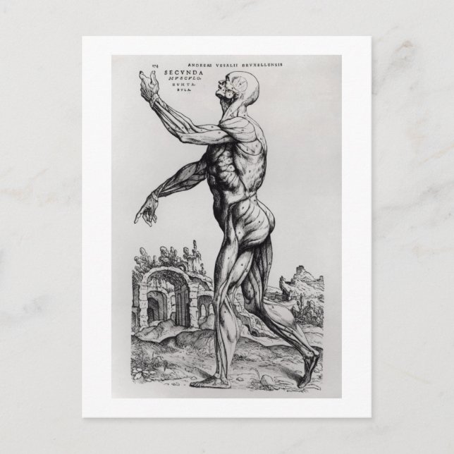 Musculature Structure of a Man (b/w neg & print) Postcard (Front)