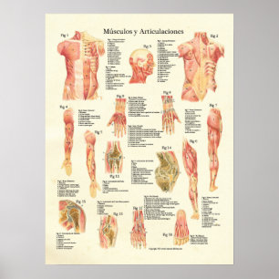Músculos y Articulaciones Anatomia Spanish Poster