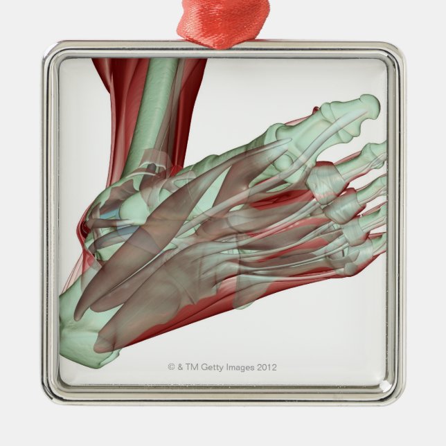 Musculoskeleton of the Foot 2 Metal Ornament (Front)