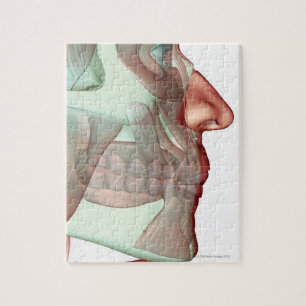 Musculoskeleton of the Jaw Jigsaw Puzzle