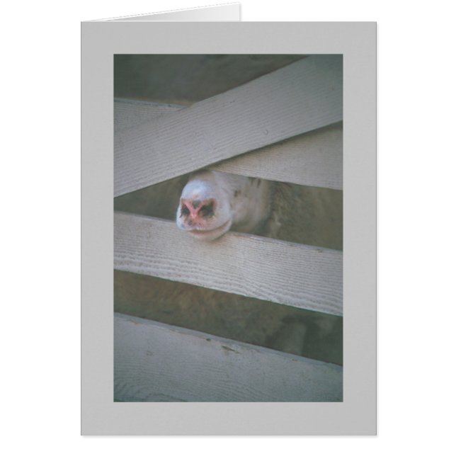 museau de mouton à travers la clôture (Devant)