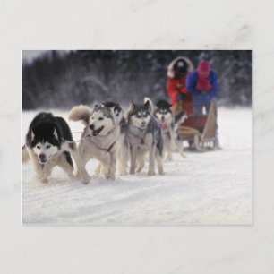 Mush Postcard