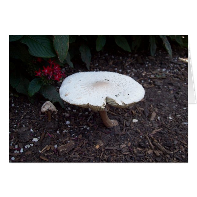 Mushroom (Front Horizontal)