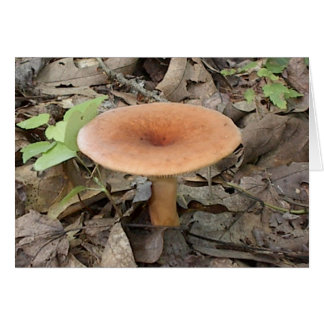 Mushroom9