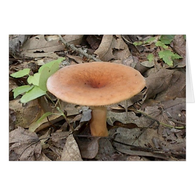 Mushroom9 (Front Horizontal)