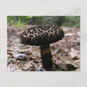 Mushroom 146 ~ postcard