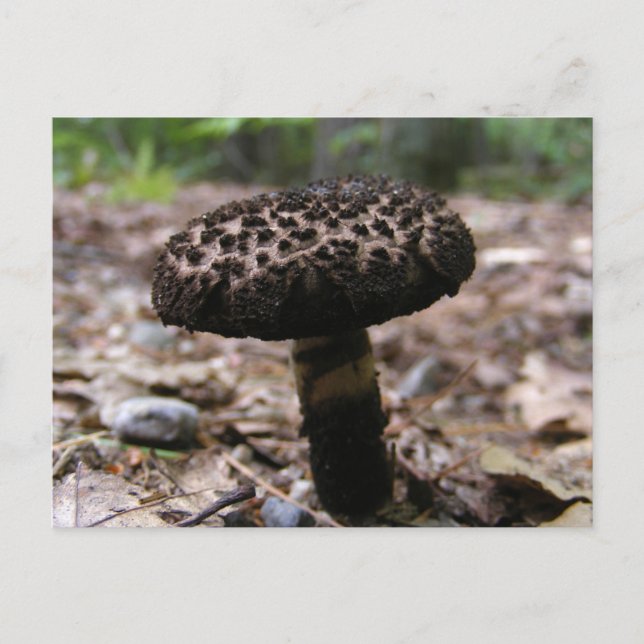 Mushroom 146 ~ postcard (Front)