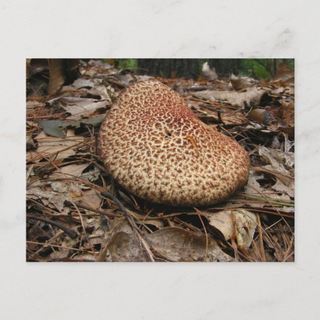 Mushroom 149 ~ postcard (Front)