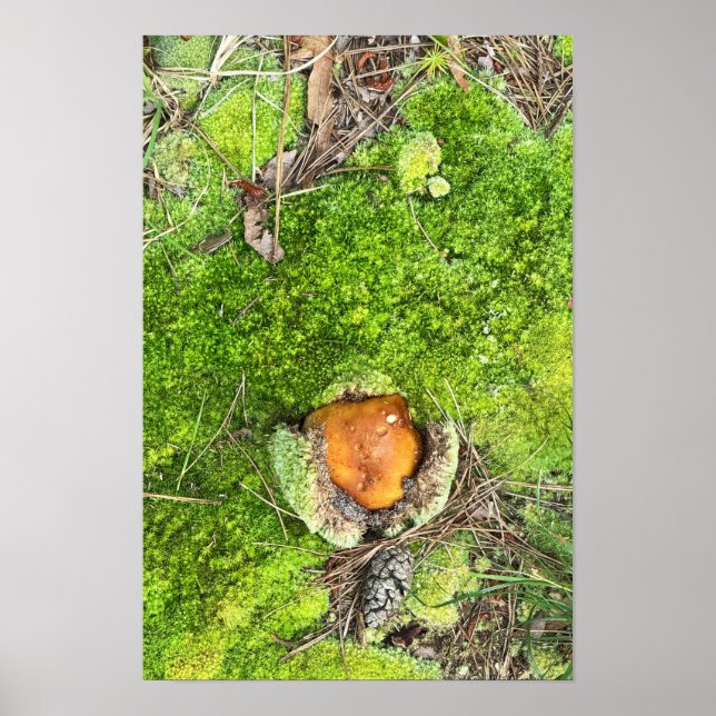 Mushroom and Moss Photo Poster (Front)