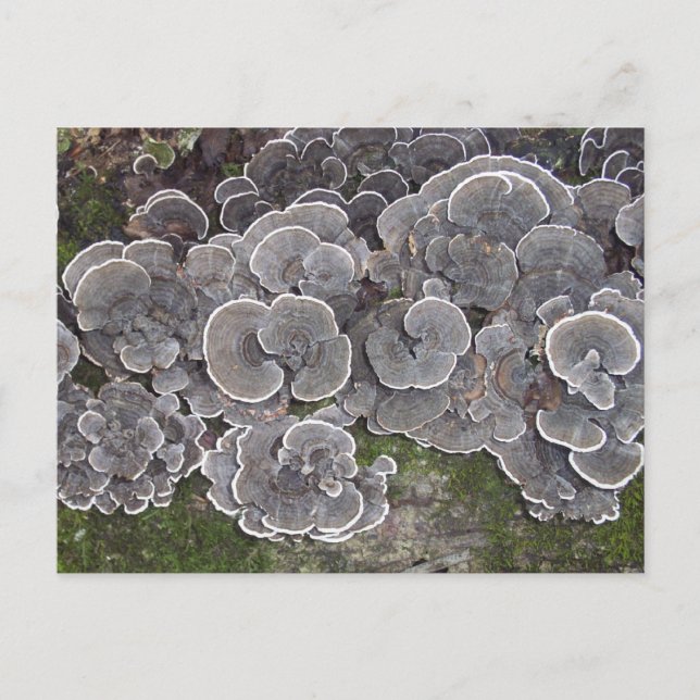 "Mushroom Cluster" Postcard (Front)
