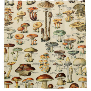 Mushroom Collection 