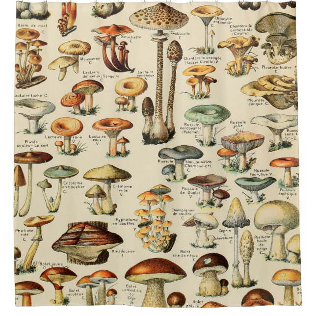 Mushroom Collection  (Front)