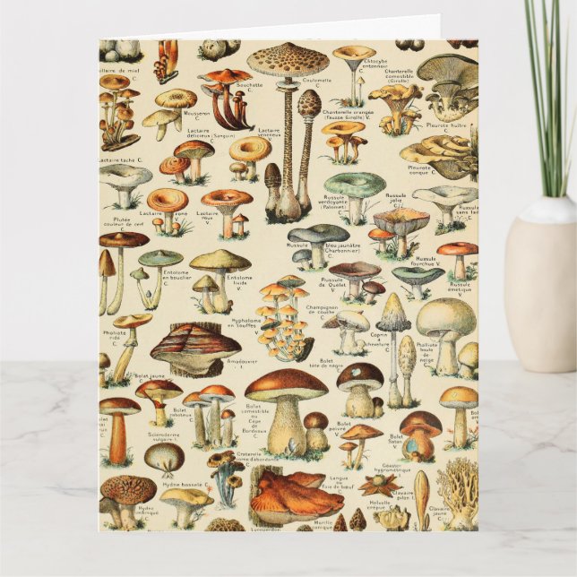 Mushroom Collection  Card (Front)
