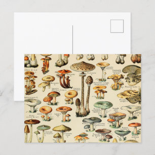 Mushroom Collection Postcard