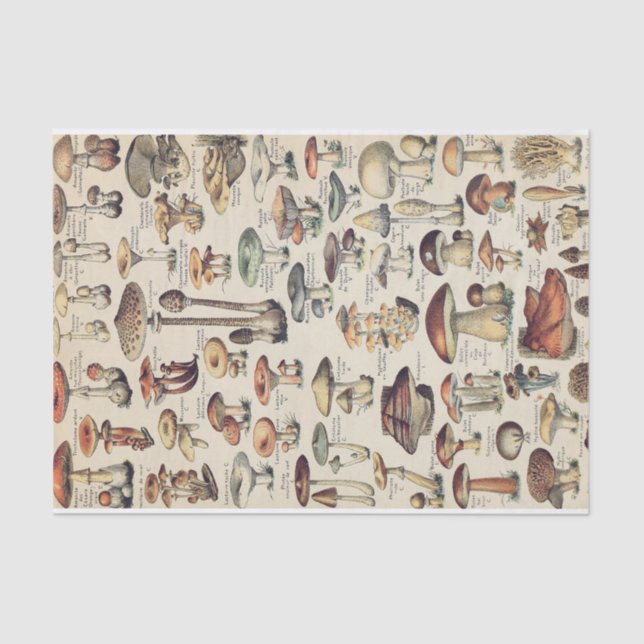 Mushroom Collection  Tissue Paper (Front)