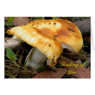 Mushroom doré
