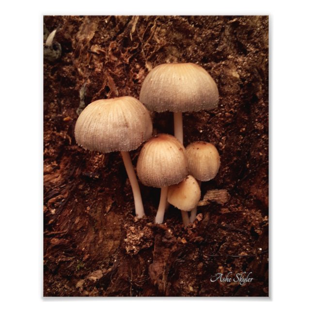 Mushroom Family Photo Print (Front)