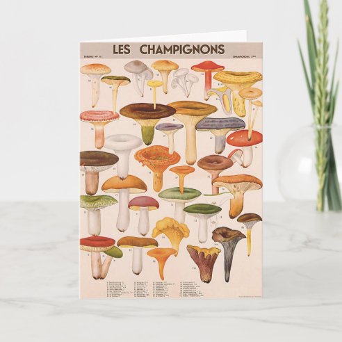 Mushroom Gifts on Zazzle CA