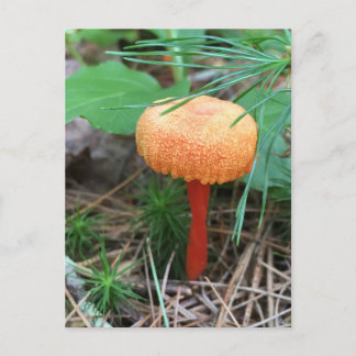 Mushroom Holiday Postcard