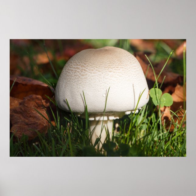Mushroom in a forest poster (Front)