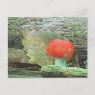 Mushroom In The Woods Postcard