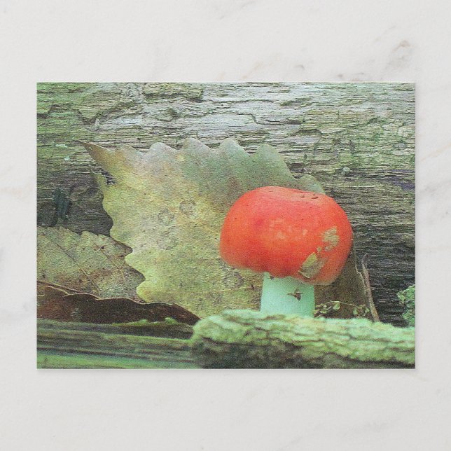 Mushroom In The Woods Postcard (Front)