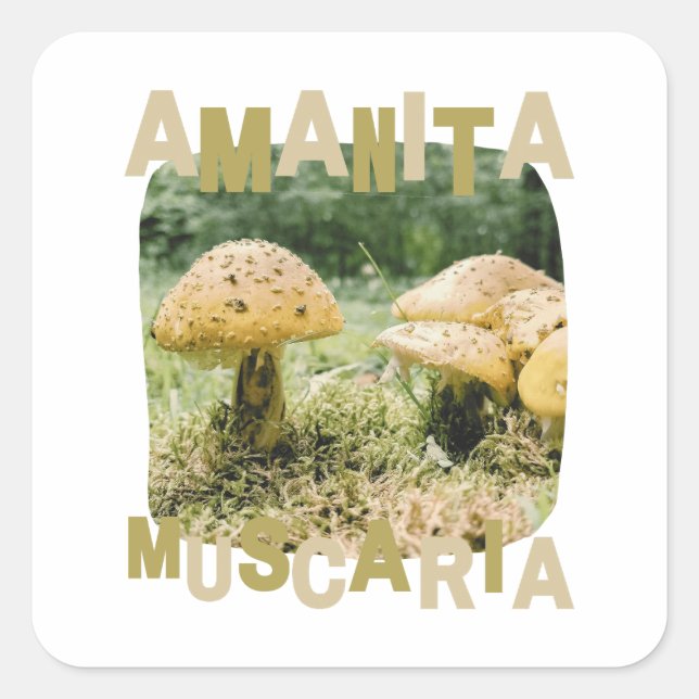 Mushroom lover, amanita muscaria, nature square sticker (Front)