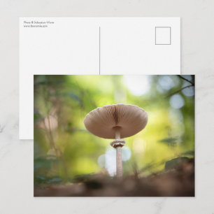 Mushroom Nature Photo Postcard
