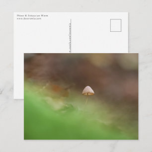 Mushroom Nature Photo Postcard