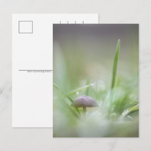 Mushroom Nature Photograph Holiday Postcard