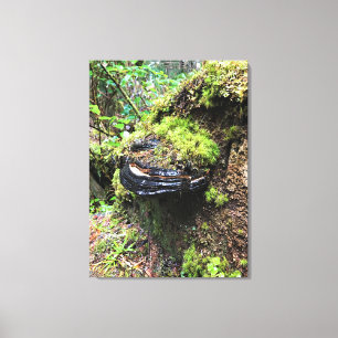 Mushroom on a Tree, Cape Disappointment, WA Canvas Print