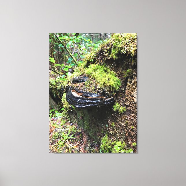 Mushroom on a Tree, Cape Disappointment, WA Canvas Print (Front)