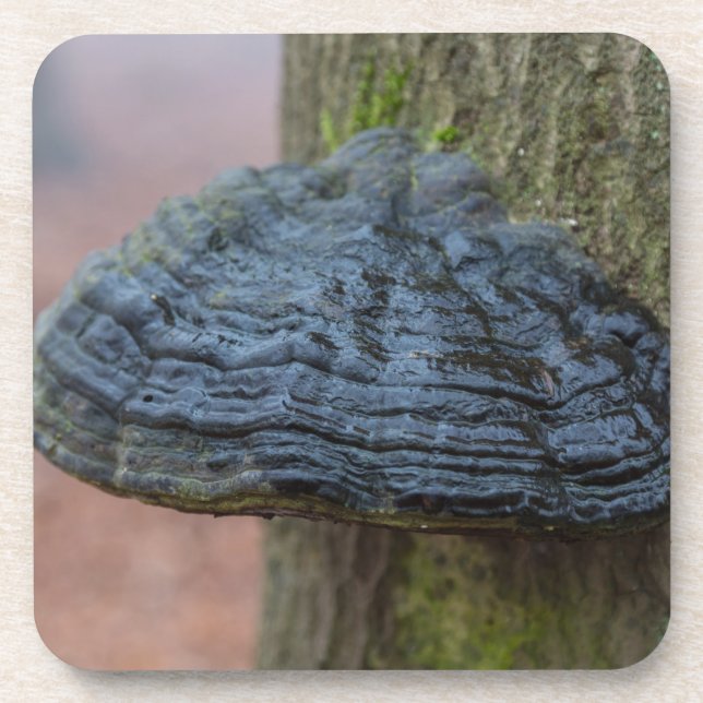 Mushroom on a tree trunk in the forest coaster (Front)