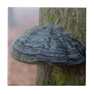 Mushroom on a tree trunk in the forest tile