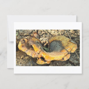 Mushroom Photo Postcard