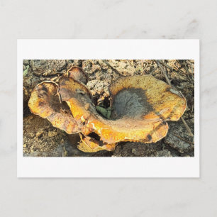 Mushroom Photo Postcard