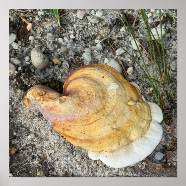 Mushroom Photo Poster (Front)