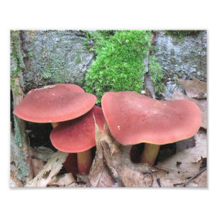 Mushroom Photo Print
